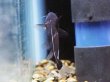 画像3: ブラックランサー(4cm±) (3)