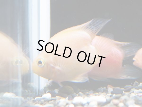 画像2: ハートテールイエローパロット(5cm±) (2)