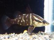 画像1: アカメ(10cm±)WILD四万十川▲ (1)
