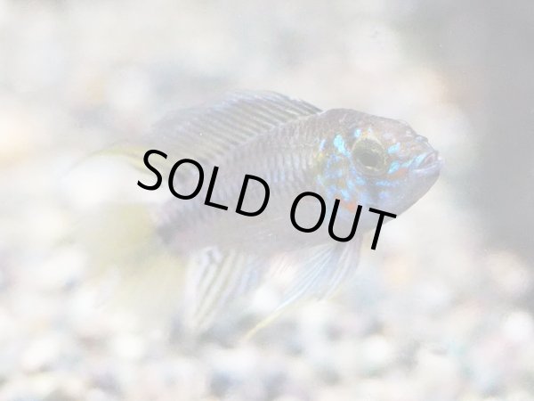 画像2: アピストグラマ ボレリー レッドマスク 1ペア ブリード (2)