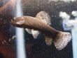 画像2: ブラックタライロン(9cm±)WILDアタバポ川★ (2)
