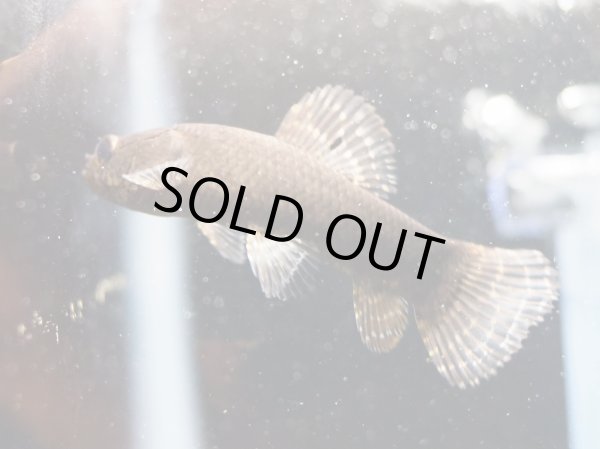 画像2: ブラックタライロン(9cm±)WILDアタバポ川 (2)