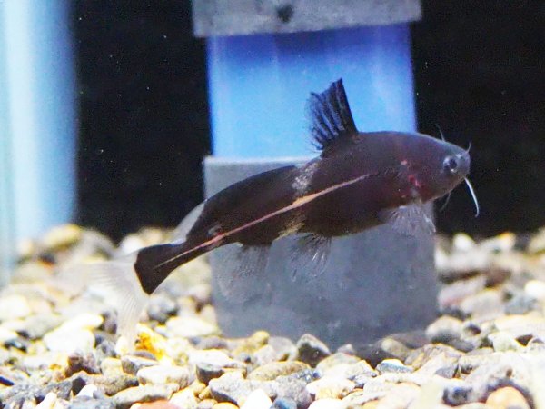 画像1: ブラックランサー(4cm±) (1)