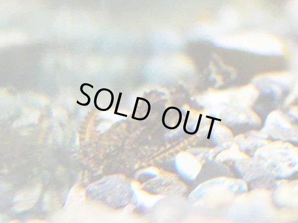 画像1: ハラジェルドニー (1)