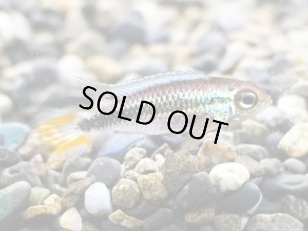 画像2: アピストグラマ アガシジィ ブルーフレーム オスのみ 国産ブリード (2)