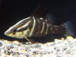 画像2: アカメ(10cm±)WILD四万十川▲ (2)