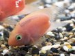 画像2: ハートテールピンクパロット(5cm±)★ (2)