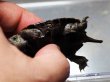 画像3: ニホンイシガメ ベビー(4.5cm±) ブリードA 訳アリ (3)