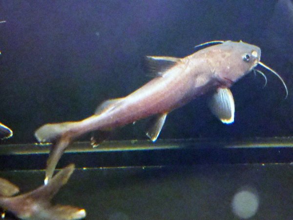 画像2: スタージョンシーキャット(15cm±)WILDインドネシア★ (2)