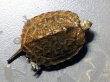 画像1: ニホンイシガメ ベビー(4.5cm±) ブリードA 訳アリ (1)