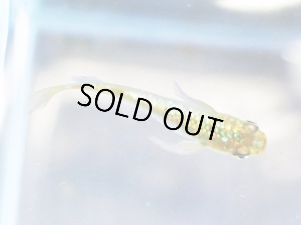 画像2: 金塊メダカ 1ペア (2)