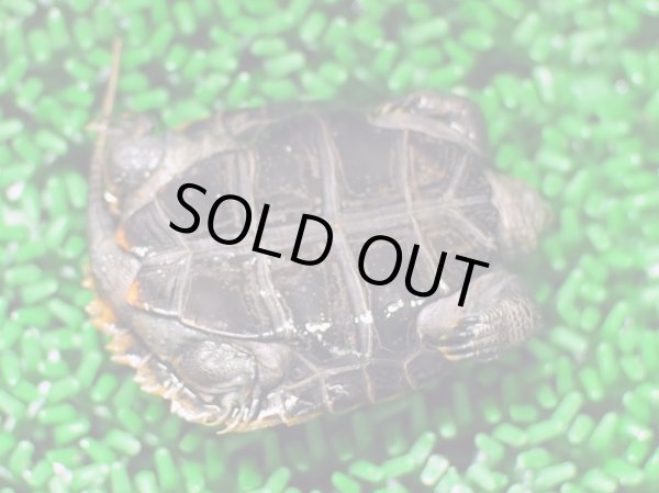 画像2: ニホンイシガメ ベビー(4.5cm±) ブリードA▲ (2)