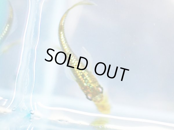 画像3: 金塊メダカ 1ペア (3)