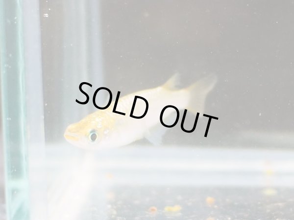 画像4: 金塊メダカ 1ペア (4)