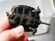 画像2: ニホンイシガメ ベビー(4.5cm±) ブリードA 訳アリ (2)