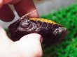 画像3: ニホンイシガメ ベビー(4.5cm±) ブリードA (3)