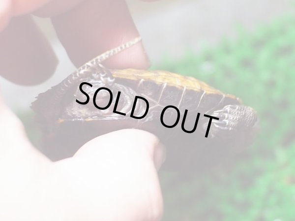 画像3: ニホンイシガメ ベビー(4.5cm±) ブリードA▲ (3)