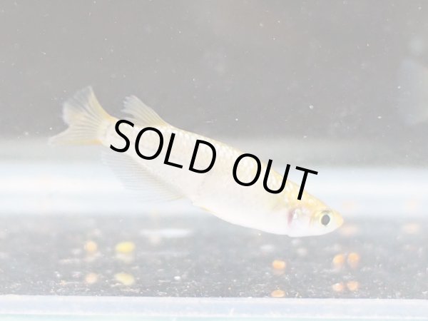 画像5: 金塊メダカ 1ペア (5)