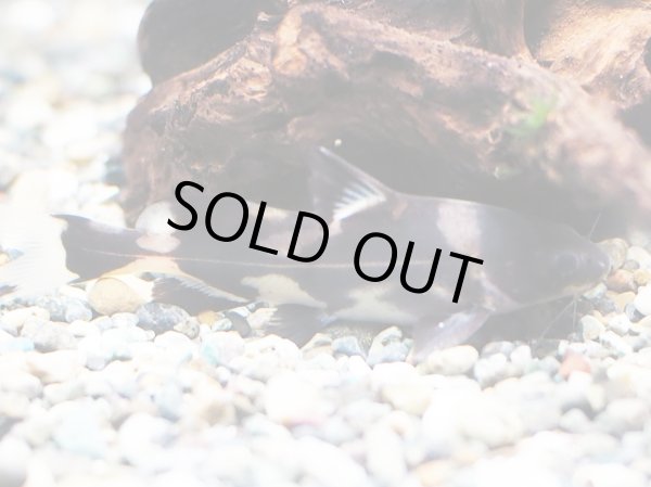 画像1: マーブルランサー(6cm±)WILD (1)