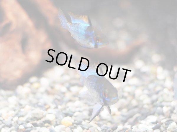 画像4: ダークブルーラミレジィ 1ペア (4)