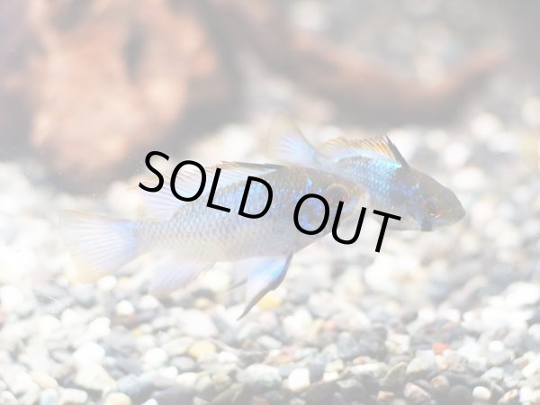 画像5: ダークブルーラミレジィ 1ペア (5)