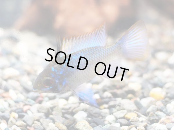 画像6: ダークブルーラミレジィ 1ペア (6)