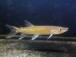 画像1: アフリカンパイクカラシン(12cm±)WILDナイジェリア★ (1)