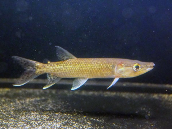 画像1: アフリカンパイクカラシン(12cm±)WILDナイジェリア★ (1)