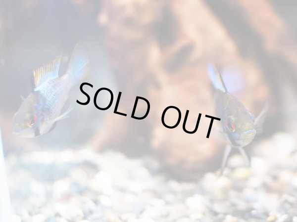 画像3: ダークブルーラミレジィ 1ペア (3)