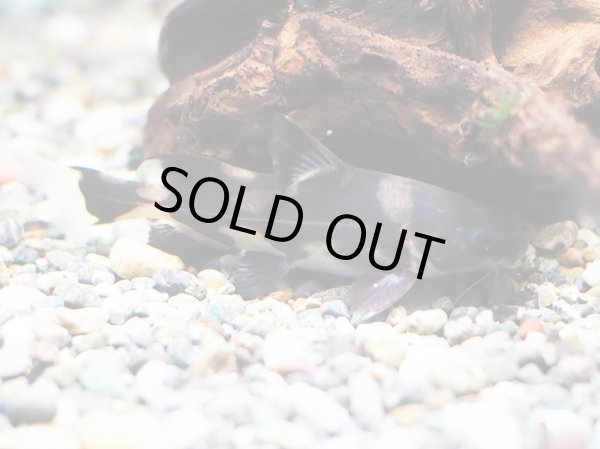 画像2: マーブルランサー(6cm±)WILD (2)