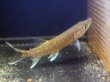 画像2: アフリカンパイクカラシン(12cm±)WILDナイジェリア★ (2)
