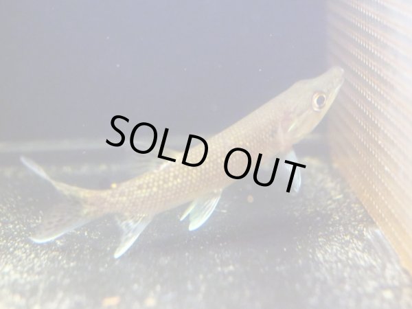 画像2: アフリカンパイクカラシン(12cm±)WILDナイジェリア (2)