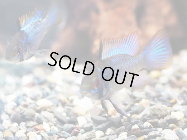 画像2: ダークブルーラミレジィ 1ペア (2)