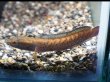 画像1: チャンナ ビプリ(12cm±)WILD★ (1)