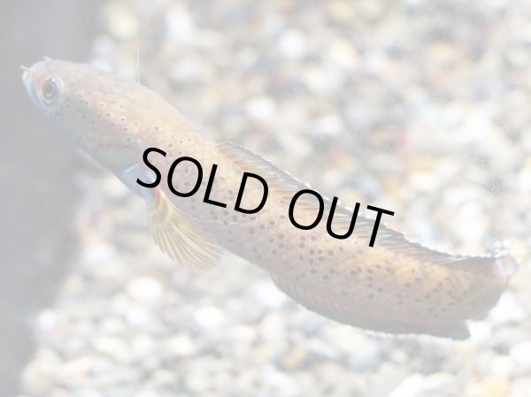 画像2: チャンナ ビプリ(12cm±)WILD★ (2)