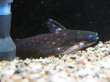 画像2: スーパーホワイトスポットウッドキャット(14cm±)WILDラーゴマラカナ (2)