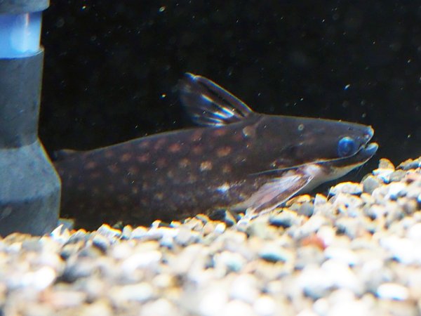 画像2: スーパーホワイトスポットウッドキャット(14cm±)WILDラーゴマラカナ★ (2)