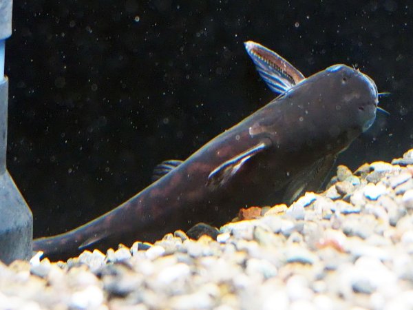 画像3: スーパーホワイトスポットウッドキャット(14cm±)WILDラーゴマラカナ★ (3)