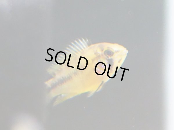 画像3: アピストグラマ ボレリー レッドマスク 1ペア ブリード (3)