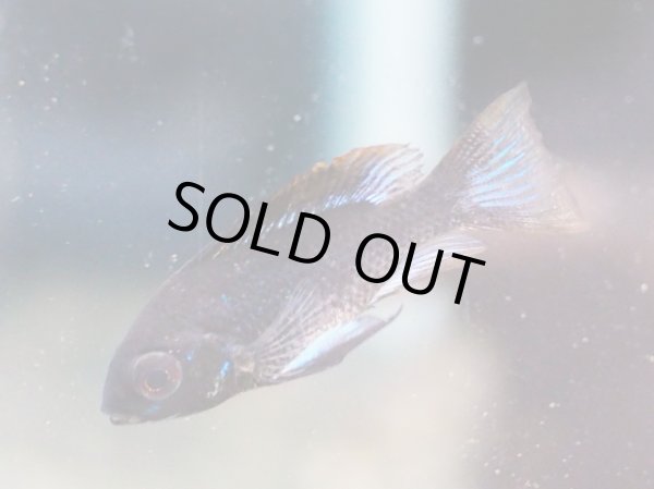 画像2: スーパーブラックブルーダイヤモンドラミレジィ 1ペア (2)