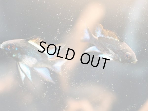 画像3: スーパーブラックブルーダイヤモンドラミレジィ 1ペア (3)