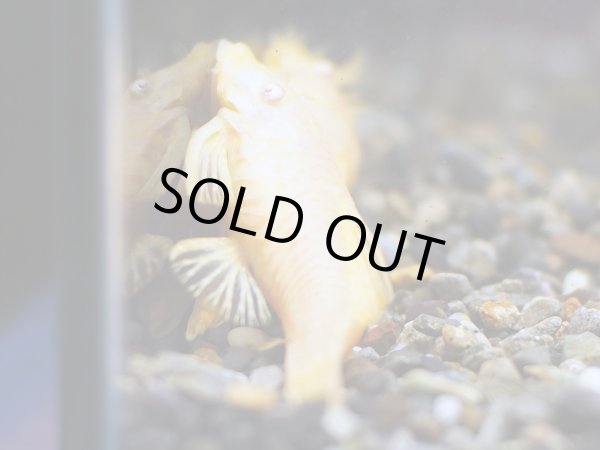 画像3: アルビノブッシープレコ(7cm±)1ペア★ (3)