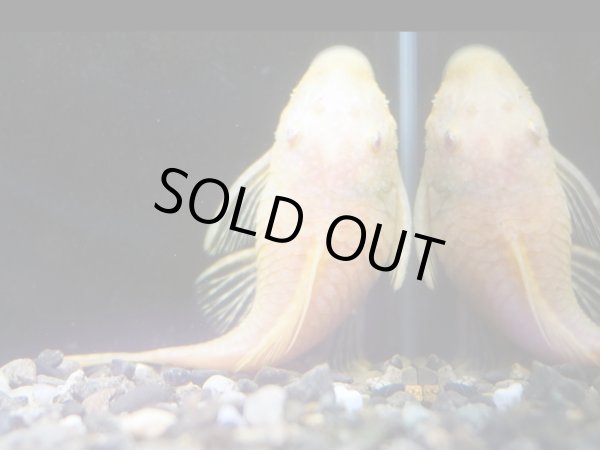 画像2: アルビノブッシープレコ(7cm±)1ペア★ (2)