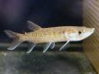 画像1: アフリカンパイクカラシン(14cm±)WILDナイジェリア★ (1)
