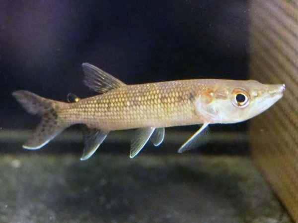 画像1: アフリカンパイクカラシン(14cm±)WILDナイジェリア★ (1)