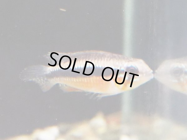 画像2: アピストグラマ エリザベサエ スーパーレッド 1ペア EUブリード (2)