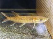 画像2: アフリカンパイクカラシン(14cm±)WILDナイジェリア★ (2)