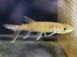 画像3: アフリカンパイクカラシン(14cm±)WILDナイジェリア★ (3)