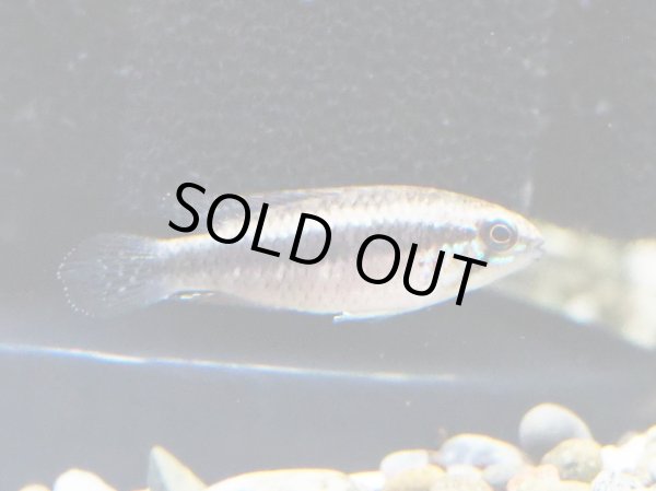 画像4: アピストグラマ エリザベサエ スーパーレッド 1ペア EUブリード (4)