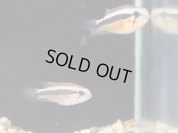 画像3: アピストグラマ エリザベサエ スーパーレッド 1ペア EUブリード (3)